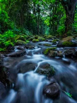 Stream running through the lush vegetation in a rainforest in Hawaii Stock Photos