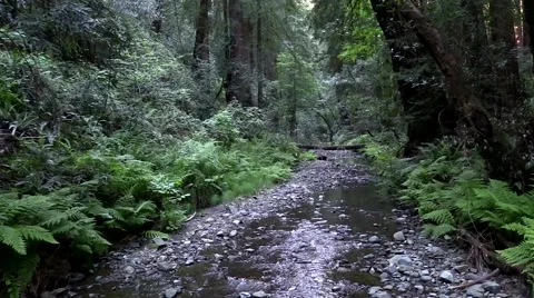Stream running through Muir woods with large Sequoia trees Stock Footage 49723764