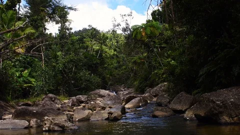 Stream running through a rainforest Stock Footage 128151525