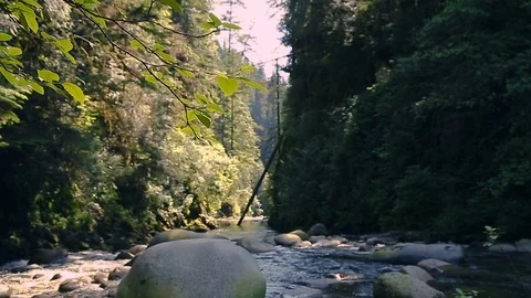 Stream running through rocks and boulders along hiking trail in Lynn Canyon Park Stock Footage 95765430