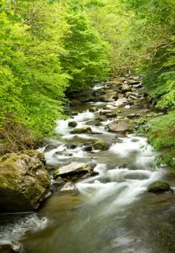 Stream running through woodland in Devon England near Lynmouth Stock Photos