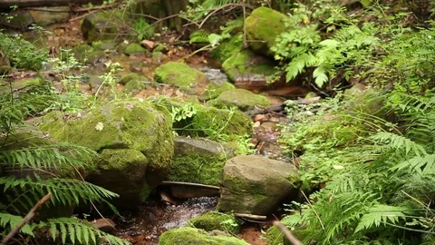 Stream running under ferns Stock Footage 93996357