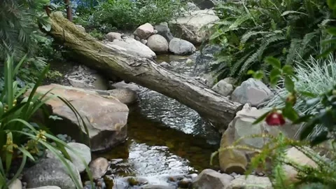 Stream Running Under log with Sound Stock Footage 179023904