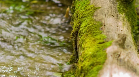 Stream Running Under Mossy Log Stock Footage 31741158