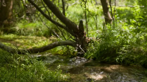 Stream Running Under Tree Forest Stock Footage 31741160