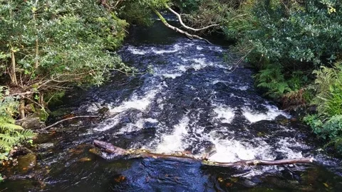 Stream with running water 스톡 동영상 164173217