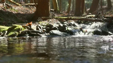 Stream running water over rocks in the fall woods Stock Footage 66558177