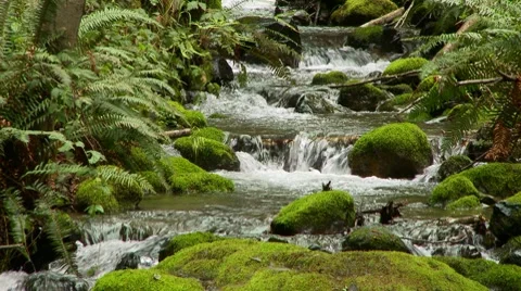 Stream runnning through forest Stock-Footage 7729454