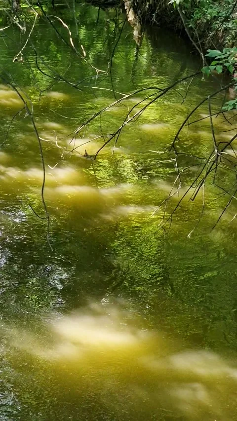 A stream runs in the forest between trees in a recreation park Stock Footage 201670748