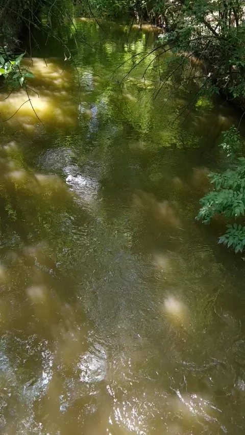 A stream runs in the forest between trees in a recreation park Stock Footage 201670770
