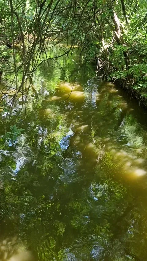 A stream runs in the forest between trees in a recreation park Stock Footage 201670771