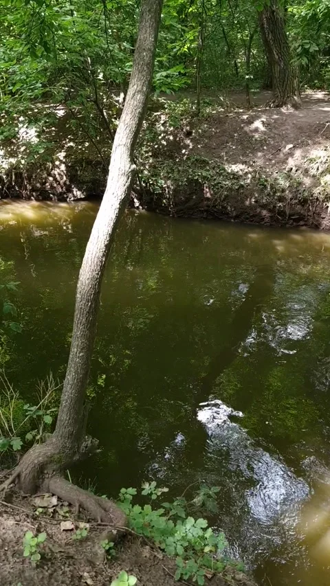 A stream runs in the forest between trees in a recreation park Stock Footage 201670772