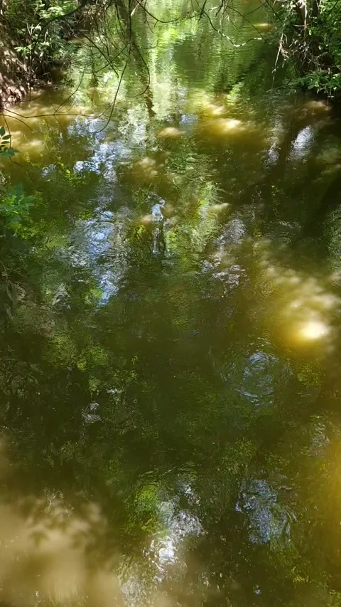 A stream runs in the forest between trees in a recreation park in Ukraine Stock Footage 201670773