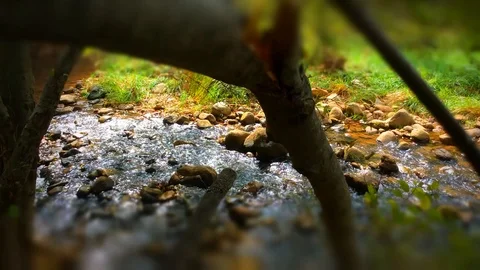 Stream runs through fallen trees Stock Footage 88629251