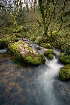 A stream runs through a forest between old mossy trees Stock Photos