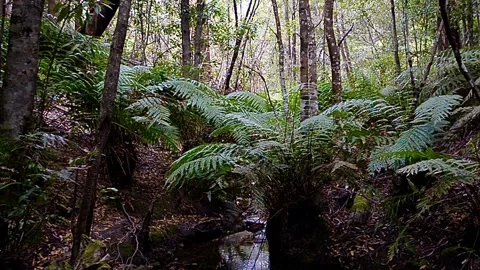 A stream runs through the forest Stock Footage 221478975