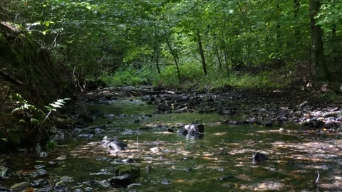 A stream runs through the forest with lots of stones in the water. Stock Footage 138161460