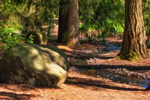 Stream runs through forest setting Stock Photos