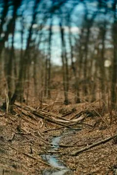 A Stream Runs Through A Forest In Winter With Tree Branches And Dead Leaves Litt Stock Photos