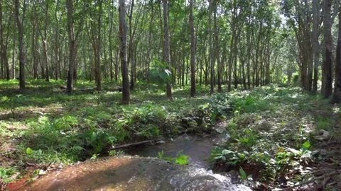 Stream Runs Through Grove of Rubber Trees, Thailand Stock Footage 85233777