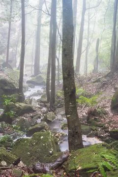 A stream runs through mist filled valley Stock Photos