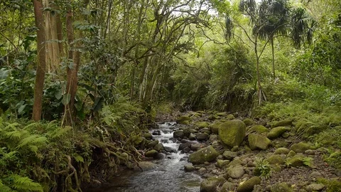 Stream runs through tropical rainforest - Oahu Hawaii Stock Footage 82793632