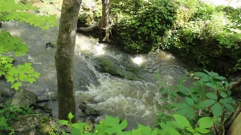 Stream Rushes Through The Woods Stock-Footage 106675496