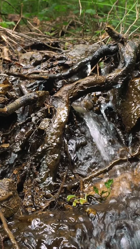 Stream rushing in summer green forest. Small waterfall with clear water. Green Stock Footage 317173264