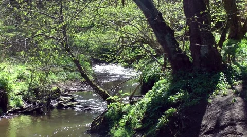 Stream rushing through woodland green trees Stock Footage 49463570
