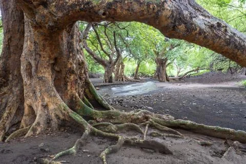 A stream in Savannah, Small River flows Through Plantation of Thick Old Curvy Stock Photos