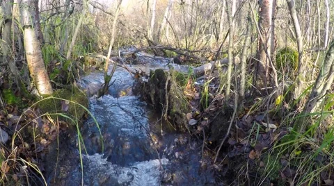 Stream in the Scandinavian forest. Stock-Footage 55299853