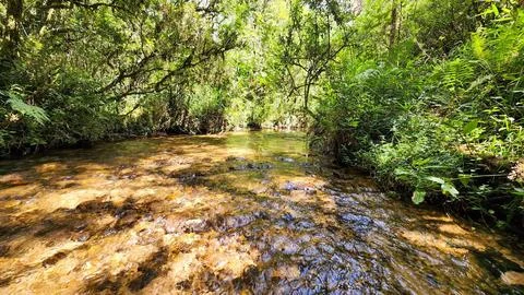 Stream with shallow, clear waters Stock Photos