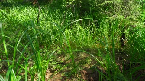 Stream in the Siberian forest in summer Stock Footage 160271757