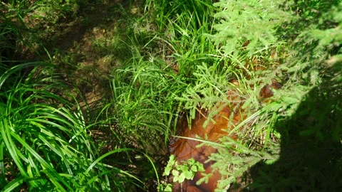 Stream in the Siberian forest in summer Stock Footage 160271767