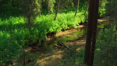 Stream in the Siberian forest in summer Stock Footage 160272138