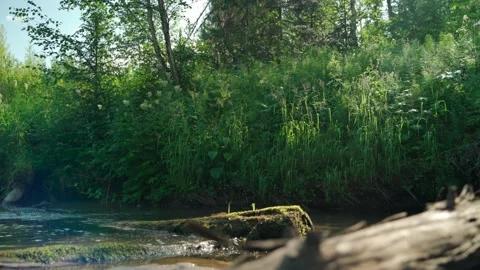 Stream in the Siberian forest in summer Stock Footage 160272414