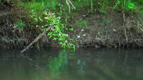 Stream in the Siberian forest in summer Stock Footage 160422872
