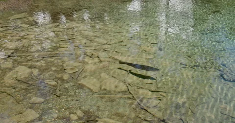 Stream side adventure reveals a curious fish swimming over pebbled waters in a 库存影片 314077886