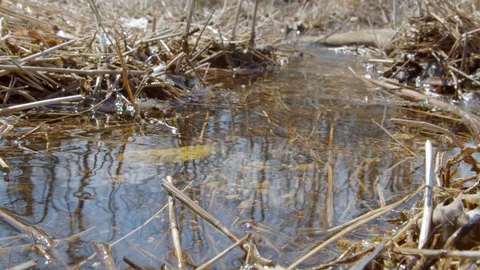 A stream slowly moving in early spring, 4k60p Stock Footage 128787127
