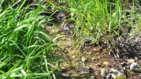 Stream, a small river among rocks and grass in the forest. Wildlife. Spring  Stock-Footage 131028373