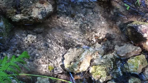 Stream, a small river among rocks and grass in the forest. Wildlife. Stock-Footage 131172085