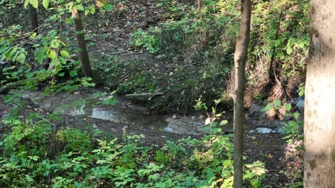 Stream with Small Waterfall in Forest Video stock 318196937