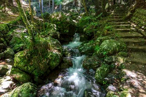 A stream with a small waterfall surrounded with lush green vegetation in a fo Stock Photos