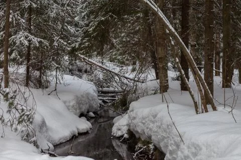 Stream in the snow-covered forest in early spring Stock Photos