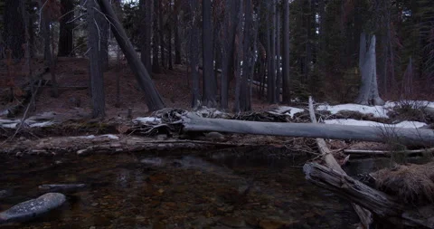 Stream Softly Flows under Fallen Trees in a Winter Forest 库存影片 162289782