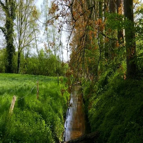 Stream in spring Stock Footage 69459941