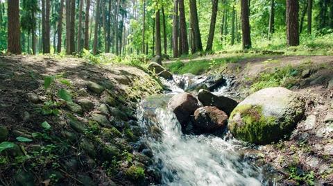 Stream in Spring Forest Stock Footage 39152667