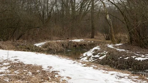 Stream in the spring forest. It snows in early spring in the forest 動画素材 148426591