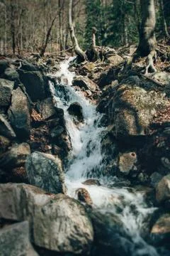 Stream in spring forest Stock Photos