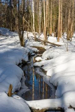 Stream in spring forest. Stock Photos